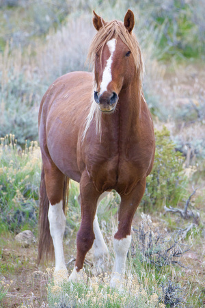 Wild Horses of Nevada photography | Stallions | 2B0P4905