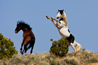 Wild Horses Gallery-Stock Images