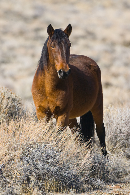 Wild Horses of Nevada photography | Stallions | -2-214.jpg