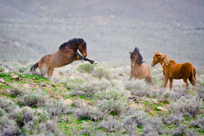 Nevada's Wild Horses: A Gallop Through History and Adventure