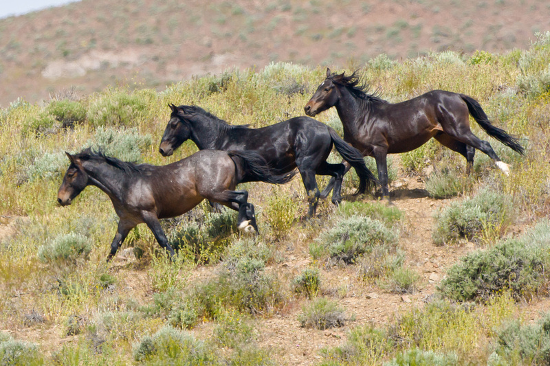 Wild Horses of Nevada photography | Stallions