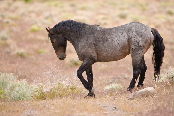 Wild Horses of Nevada photography | Stallions | 2B0P6129